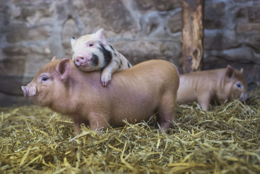 hình ảnh hai con lợn con đáng yêu
