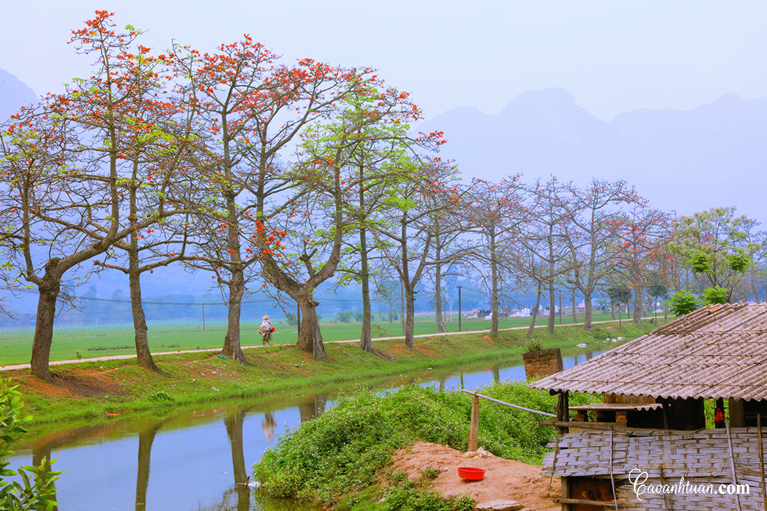 Những hình ảnh làng quê Việt Nam đẹp yên ả, thanh bình