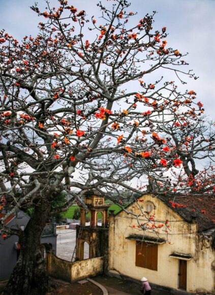 hình ảnh làng quê việt nam đẹp nhất