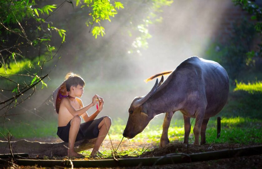 hình ảnh làng quê việt nam gắn với tuổi thơ