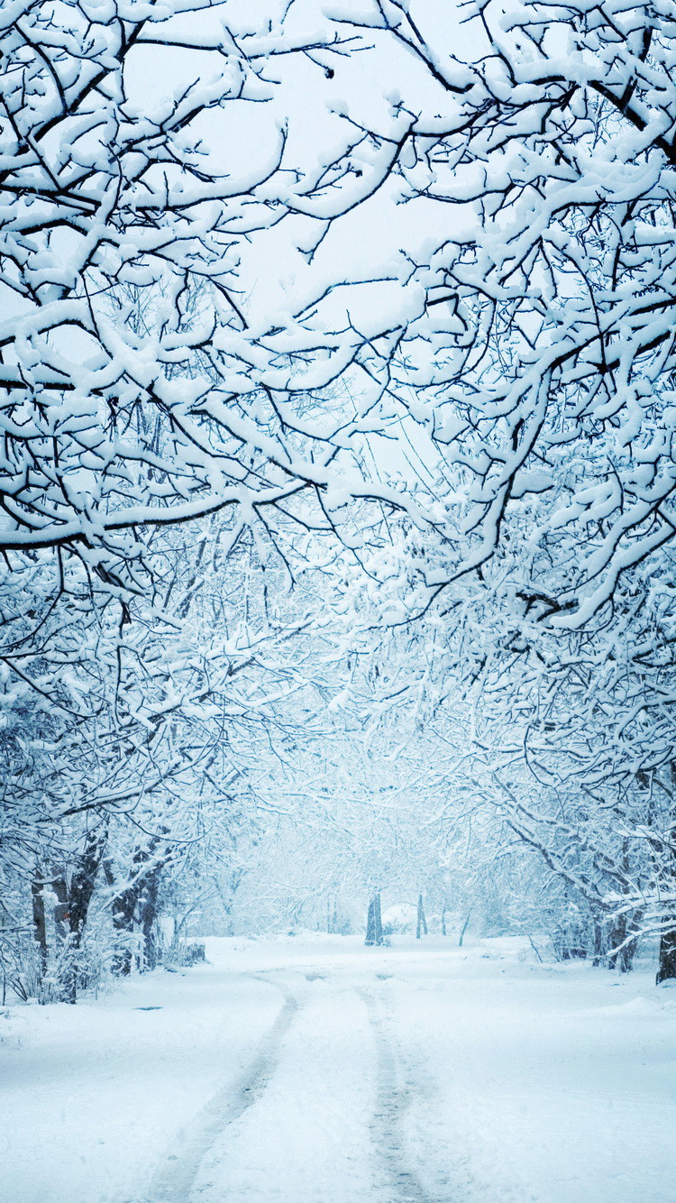 Khám phá hơn 78 ảnh mùa đông tuyệt vời nhất - thtantai2.edu.vn