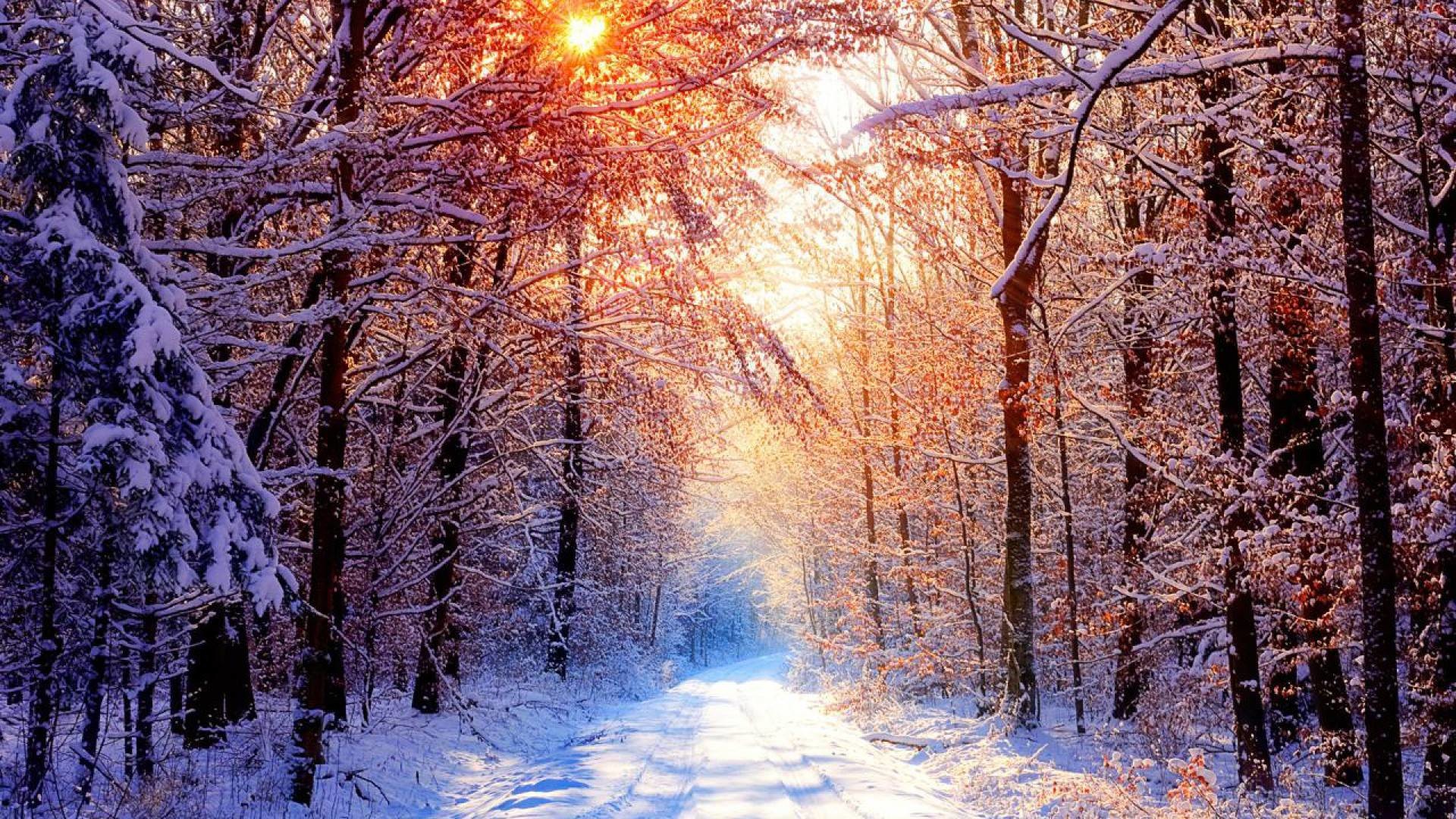 100 Hình ảnh mùa đông tuyết phủ trắng xóa cực đẹp