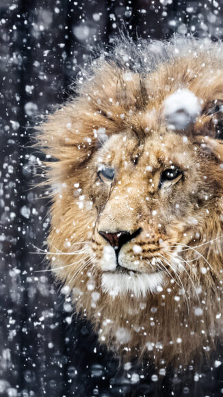 Portrait lion in the snow
