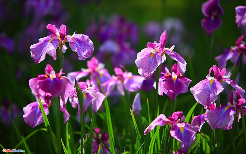 hình ảnh ý nghĩa hoa diên vi