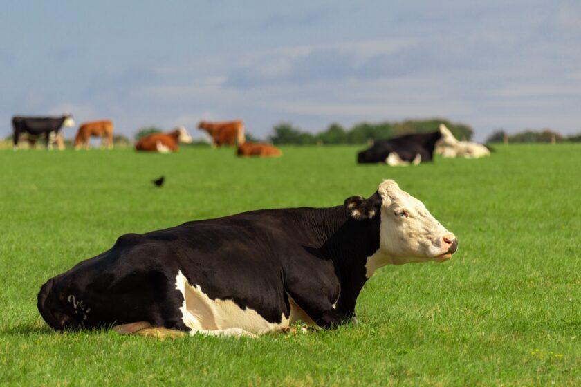 hình ảnh bò nằm nghỉ trên bãi cỏ