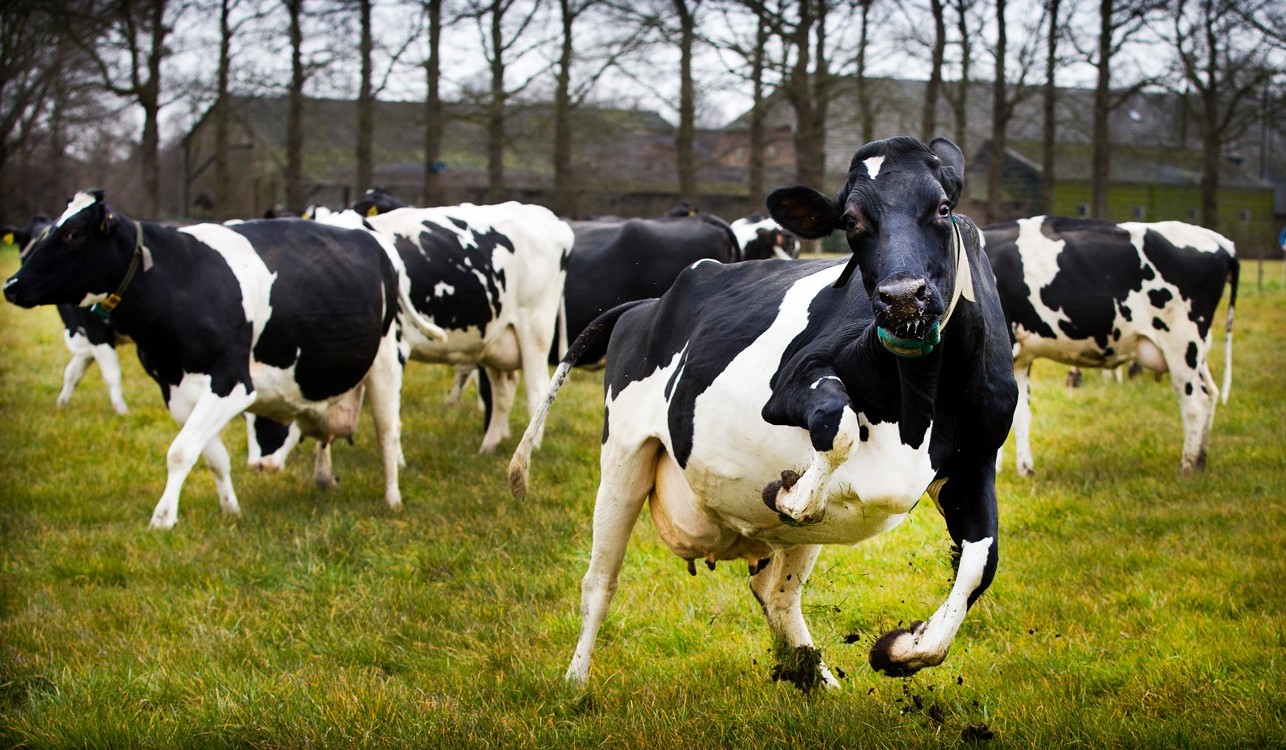 99+ hình ảnh con bò sữa cute, chế đáng yêu, đẹp mê hồn 2023 - ALONGWALKER