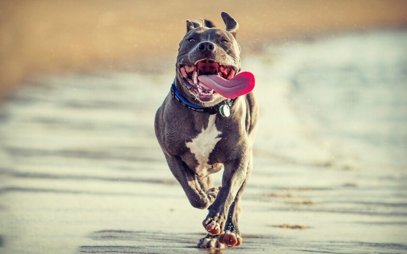 hình ảnh chó pitbull chạy nhảy