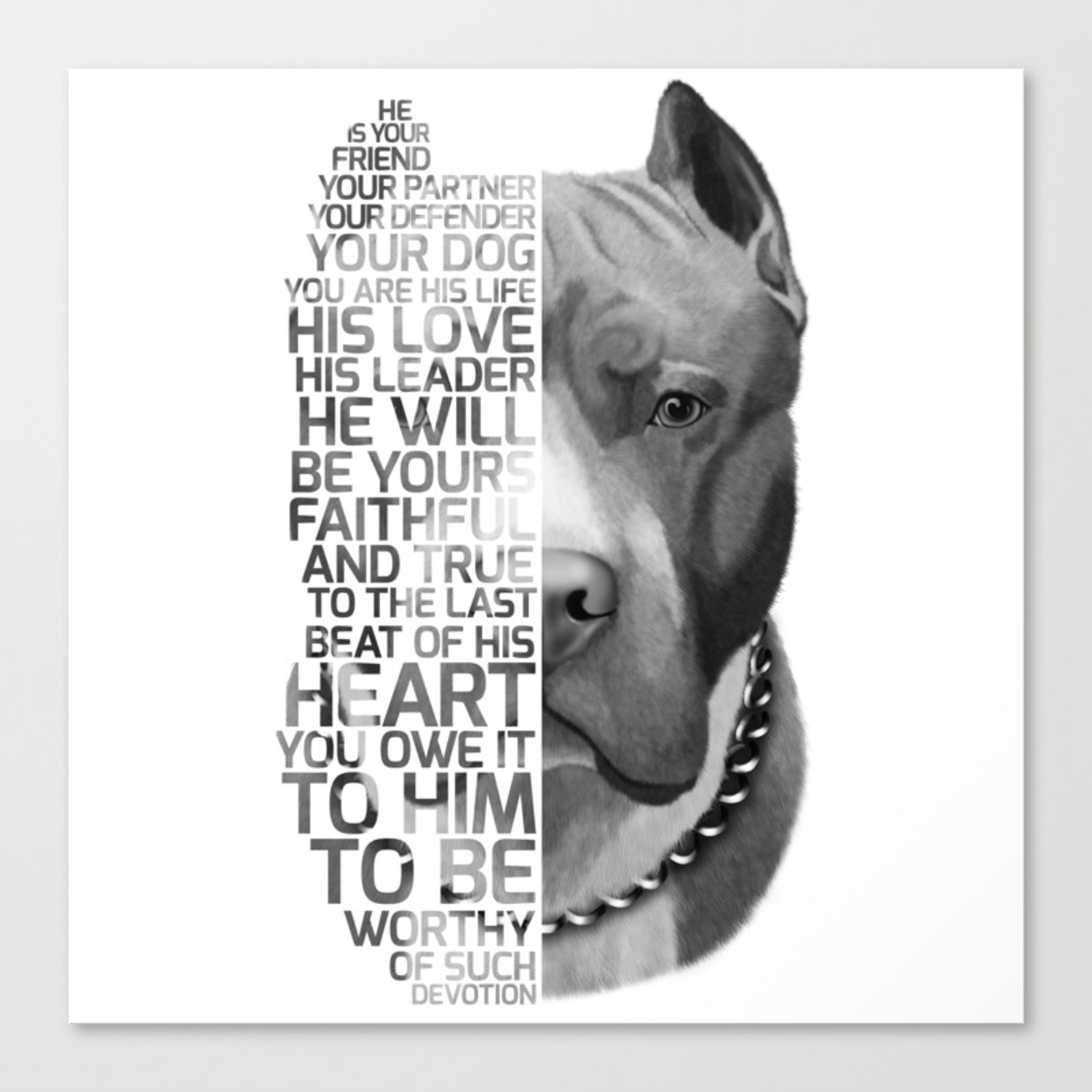 Hình ảnh chó Pitbull đẹp thuần chủng ngầu nhất