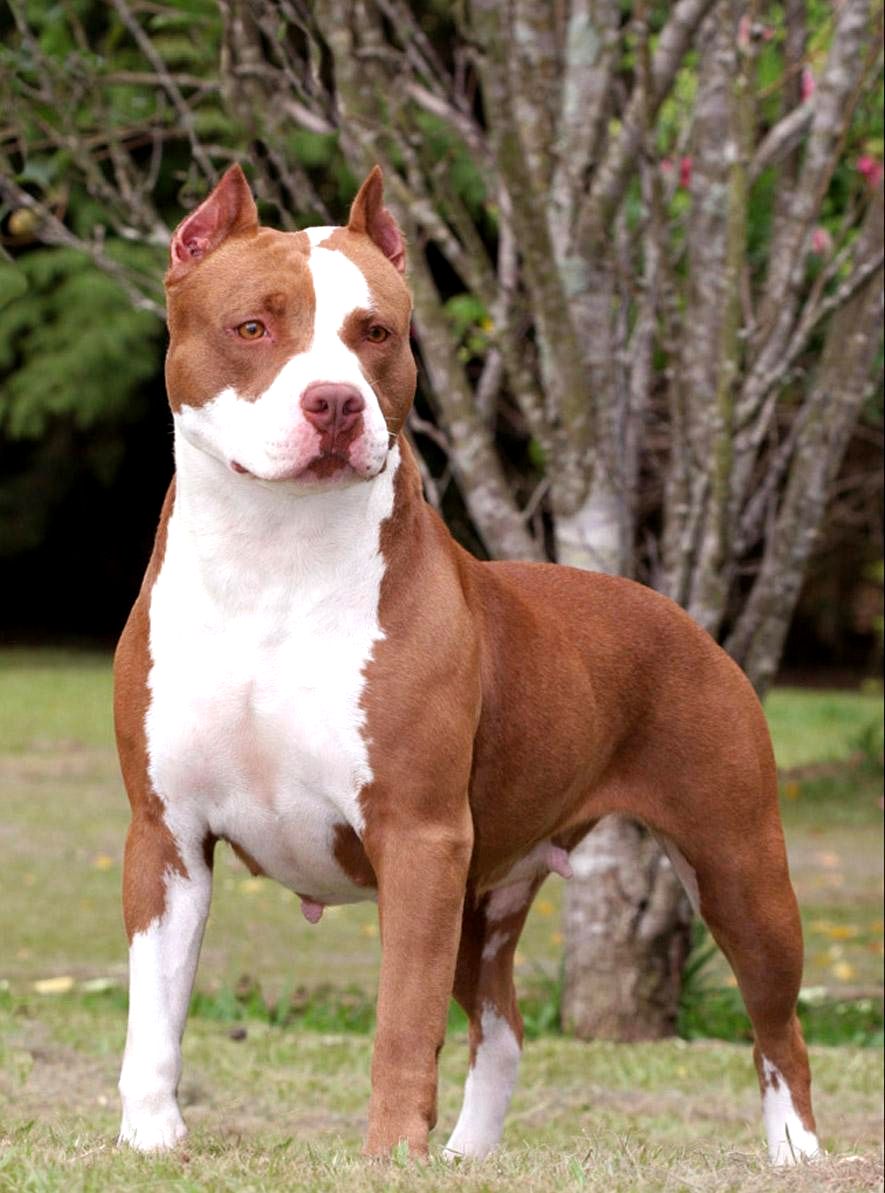 Tổng hợp hình ảnh chó Pitbull thuần chủng đẹp, ngầu chất nhất
