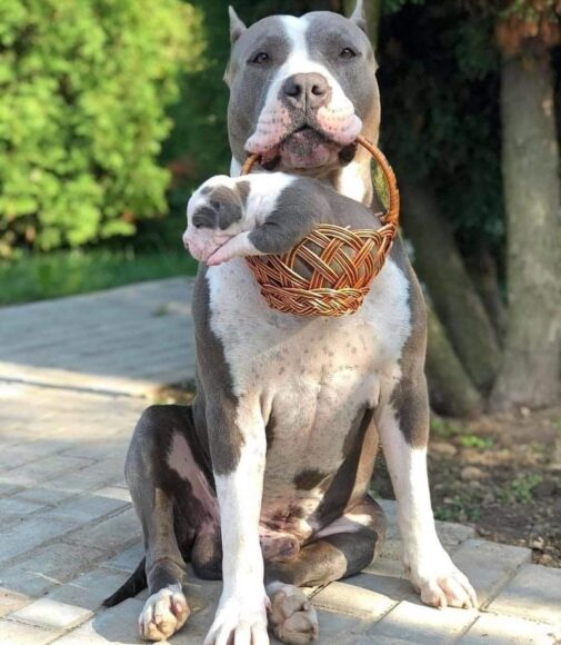 hình ảnh chó pitbull mẹ và chó con
