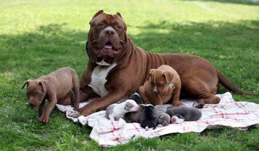 hình ảnh chó pitbull mẹ và đàn con