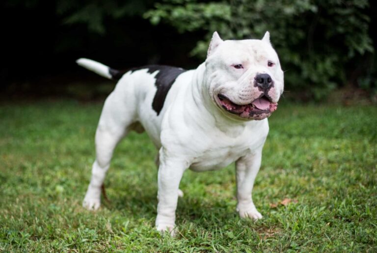 Tổng hợp hình ảnh chó Pitbull thuần chủng đẹp, ngầu chất nhất