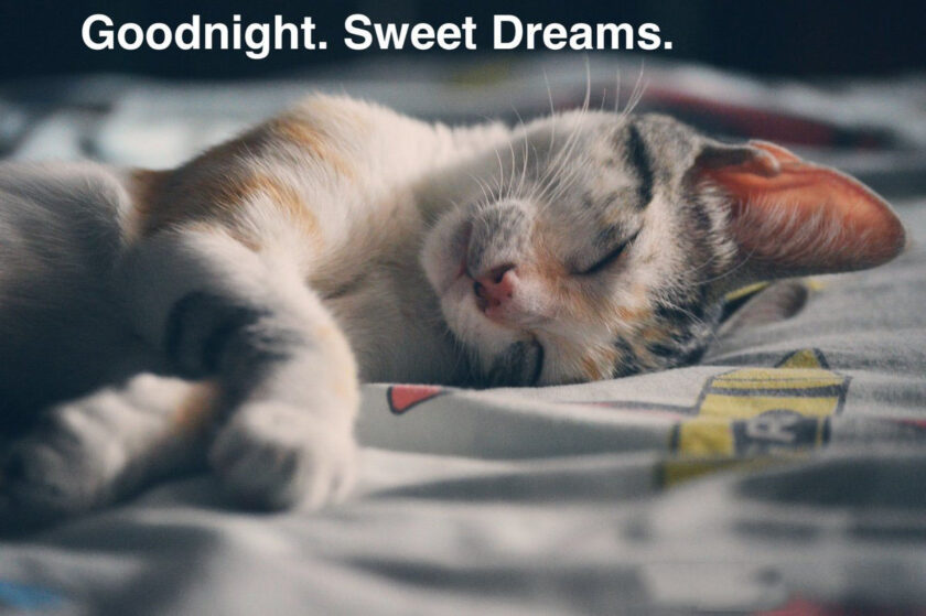 hình ảnh chúc ngủ ngon kute của mèo con