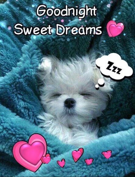 hình ảnh chúc ngủ ngon kute cún con đáng iu
