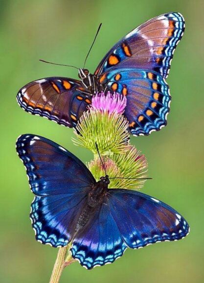 hình ảnh con bướm đẹp đậu thành đôi