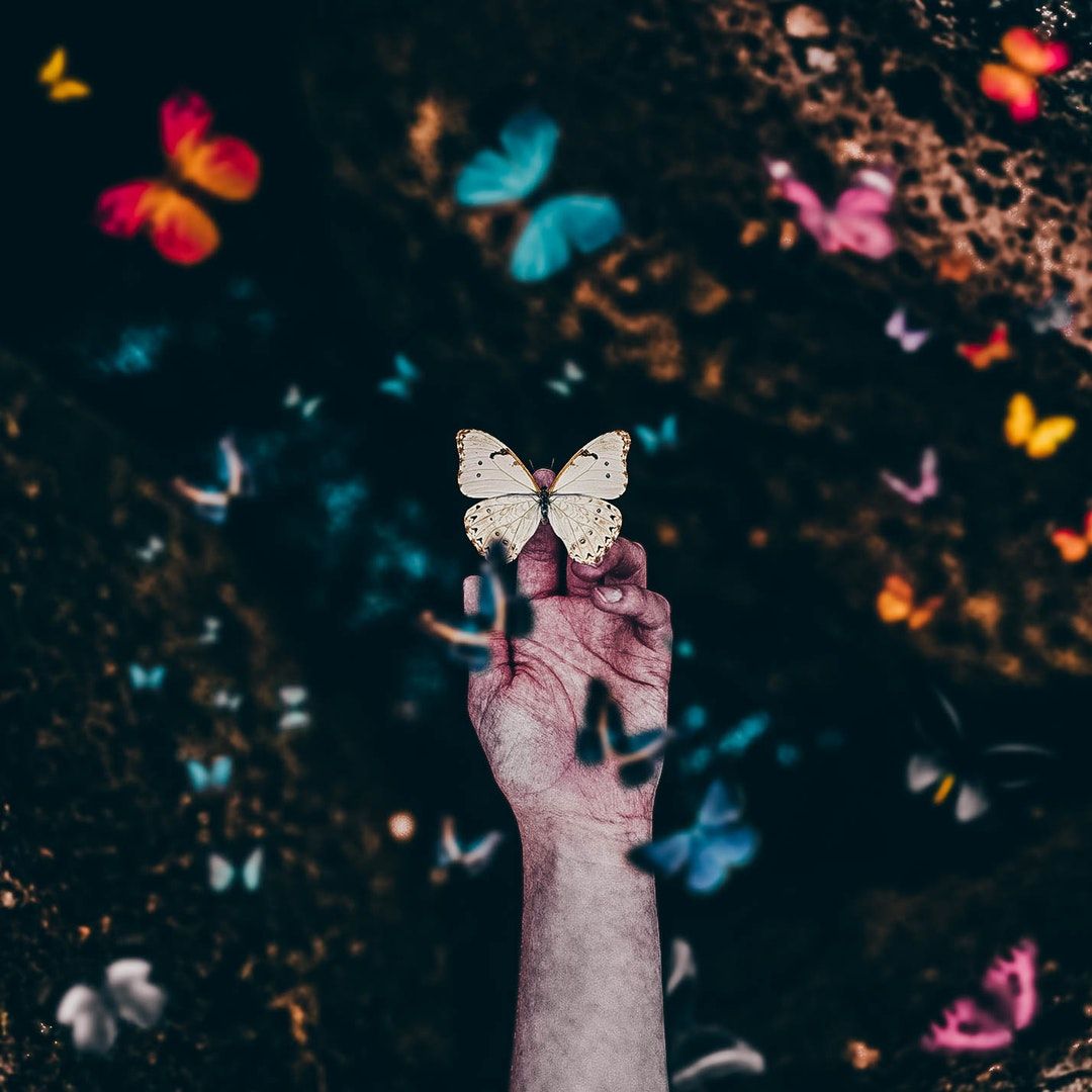 Hình ảnh con bướm đẹp mê mẩn và đầy tính nghệ thuật