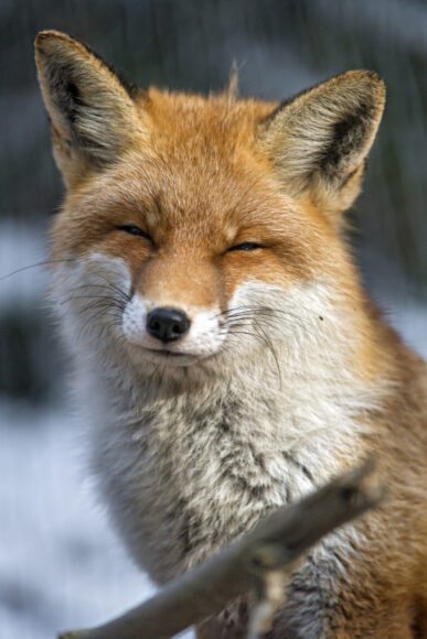 hình ảnh con cáo cười đáng yêu