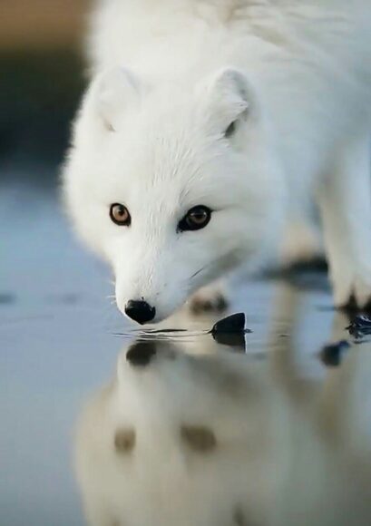 hình ảnh con cáo đứng trên băng