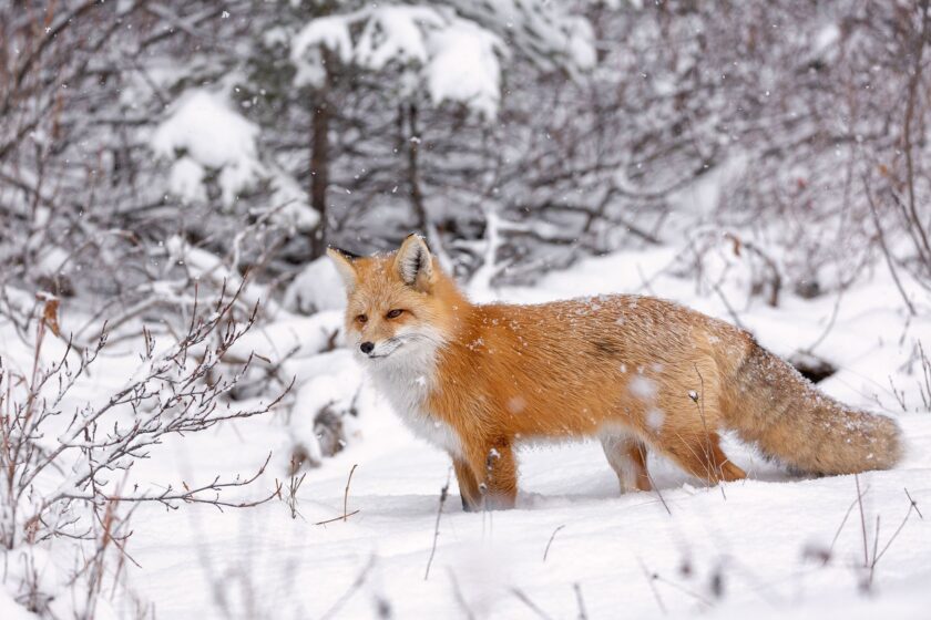 hình ảnh con cáo đứng trong tuyết