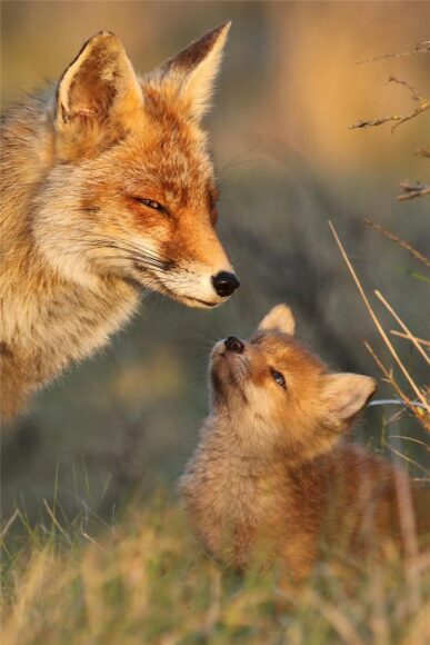 hình ảnh con cáo mẹ và cáo con