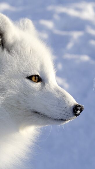 hình ảnh con cáo trắng như tuyết