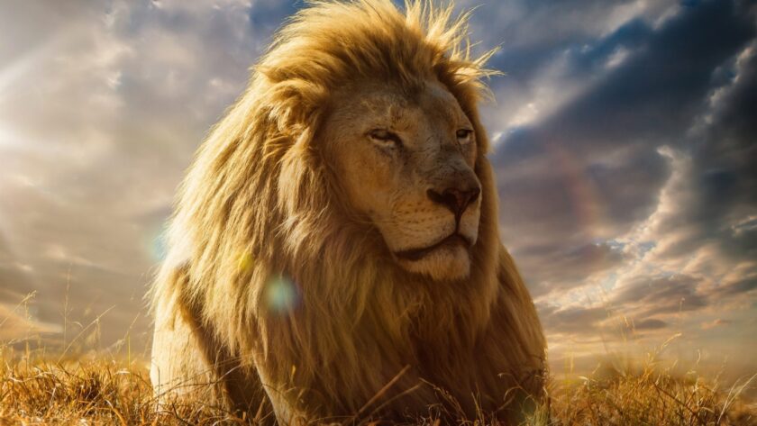 Hình ảnh sư tử đực giữa đất trời bao la