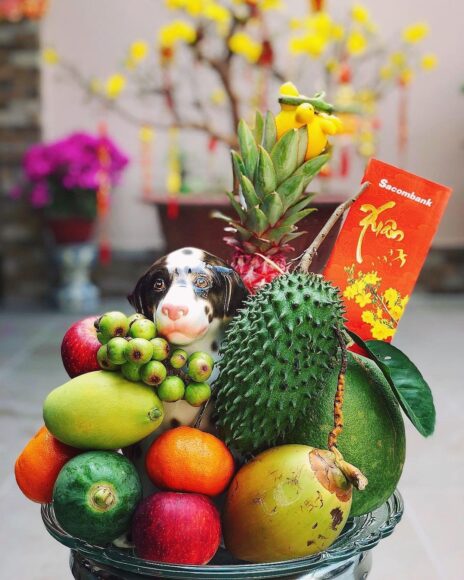 ảnh mâm ngũ quả miền nam đẹp nhất