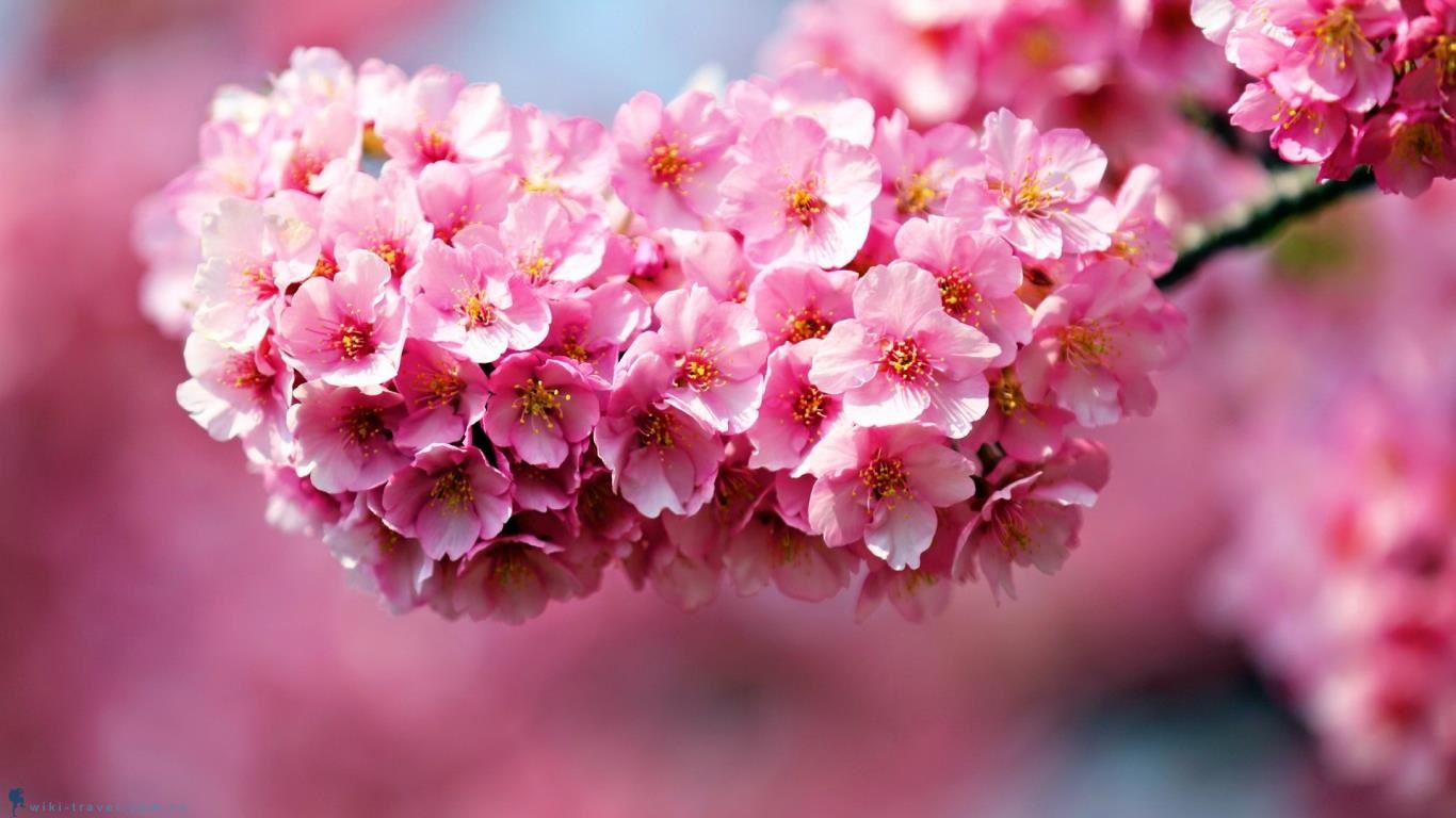 Hình nền hoa mùa xuân đẹp làm nao lòng người  Beautiful flowers  wallpapers Pink flowers wallpaper Amazing flowers