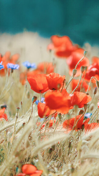 hình ảnh mùa xuân đẹp với các loại hoa