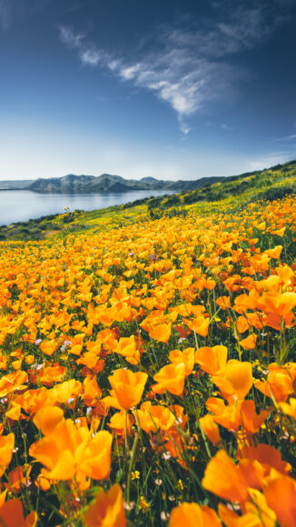 hình ảnh mùa xuân làm nền điện thoại