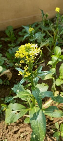 hình nền hoa cải vàng mùa xuân