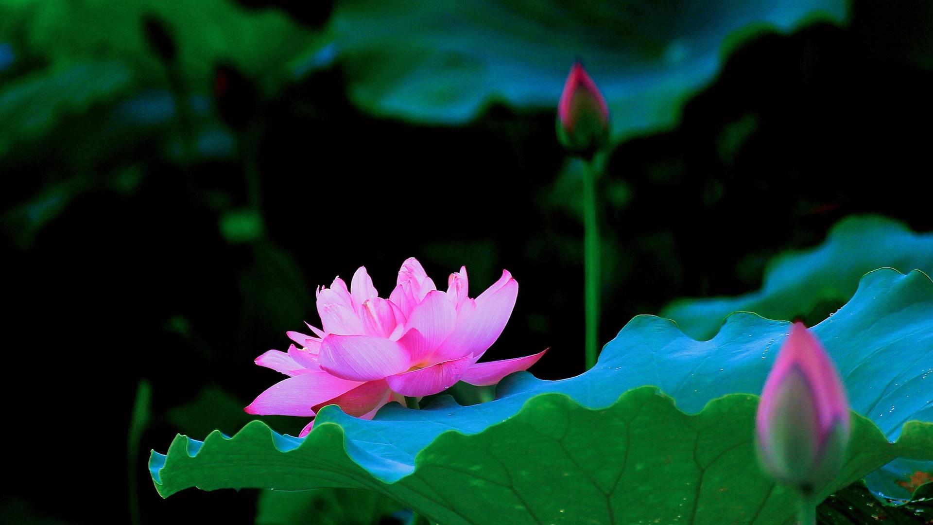 Tải bộ hình nền hoa đẹp siêu nét cho máy tính  AleAle Việt Nam