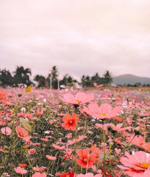 ảnh cánh đồng hoa đẹp làm nền