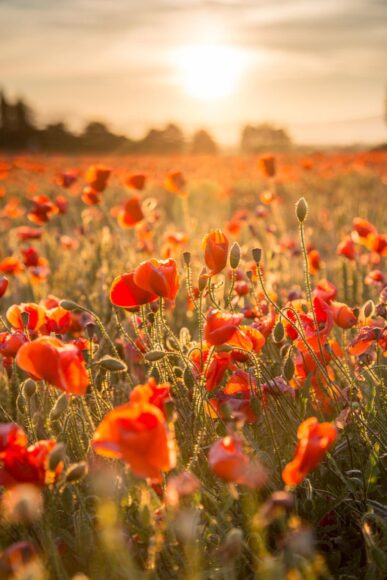 ảnh cánh đồng hoa đẹp thơ mộng