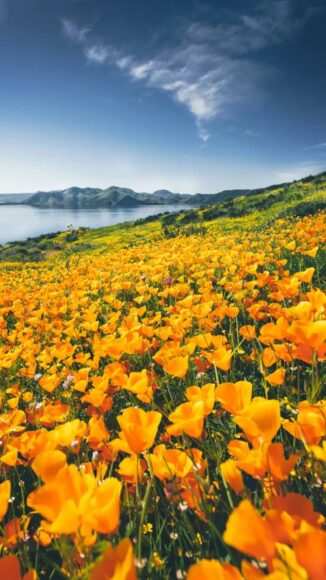 ảnh cánh đồng hoa poppy đẹp