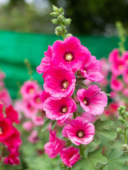 hình ảnh hoa mãn đình hồng cận cảnh
