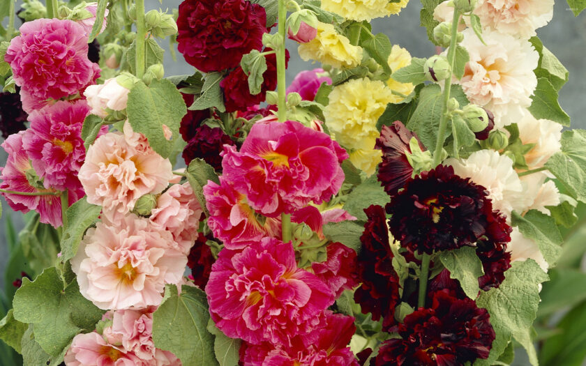Alcea rosea Chater's Double mixed