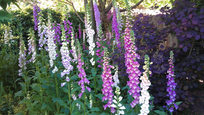 hình ảnh hoa mõm chó cao đẹp nhất