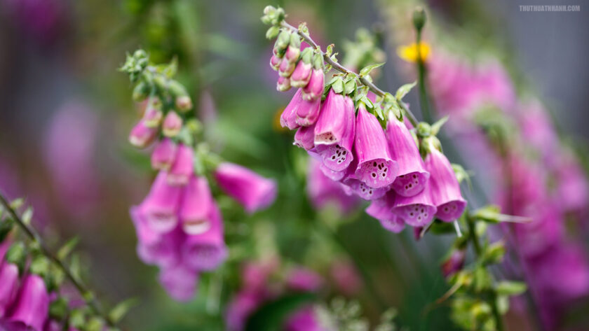 hình ảnh hoa mõm chó đẹp lạ