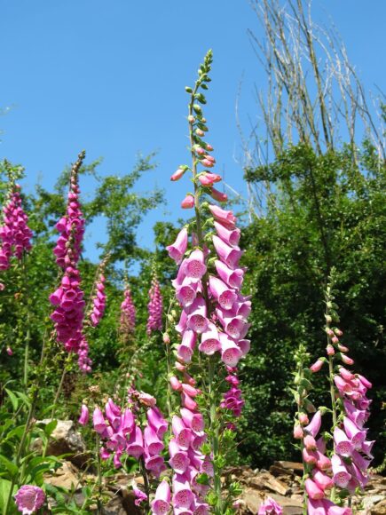 hình ảnh hoa mõm chó độc lạ