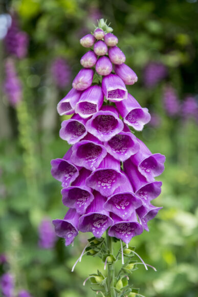 hình ảnh hoa mõm chó màu tím