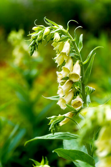 hình ảnh hoa mõm chó màu vàng hiếm