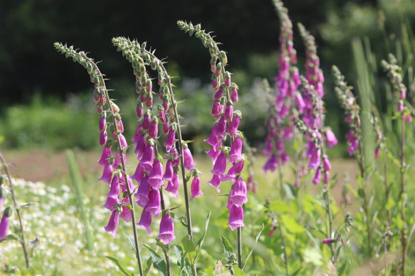 hình ảnh hoa mõm chó mọc dại