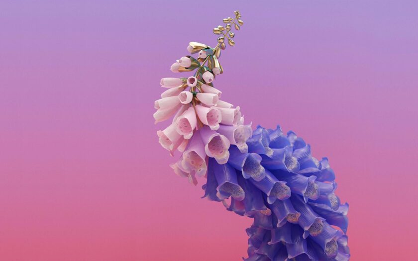 hình ảnh hoa mõm chó nghệ thuật