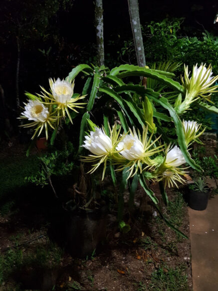 hình ảnh hoa thanh long ban đêm