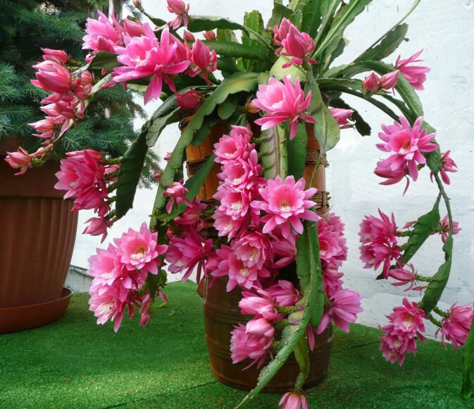 hình ảnh hoa thanh long đỏ