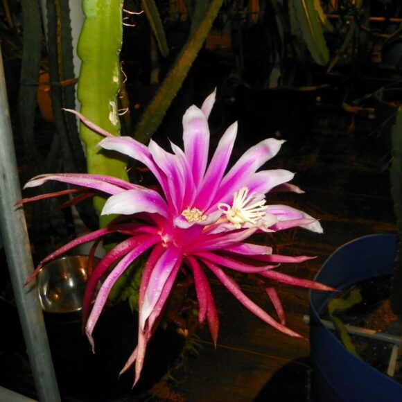 hình ảnh hoa thanh long đỏ đẹp nhất