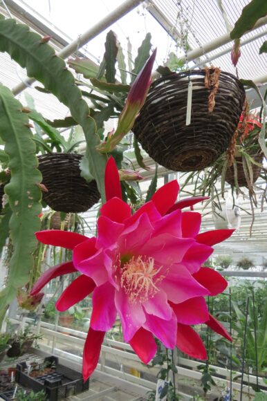 hình ảnh hoa thanh long đỏ to đẹp