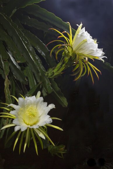 hình ảnh hoa thanh long đực