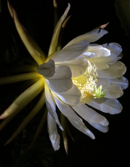 hình ảnh hoa thanh long được kích nở